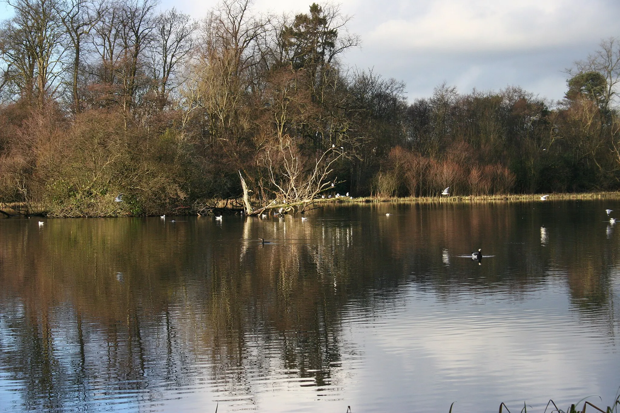 Photo showing: Craigend Pond, Mugdock Country Park