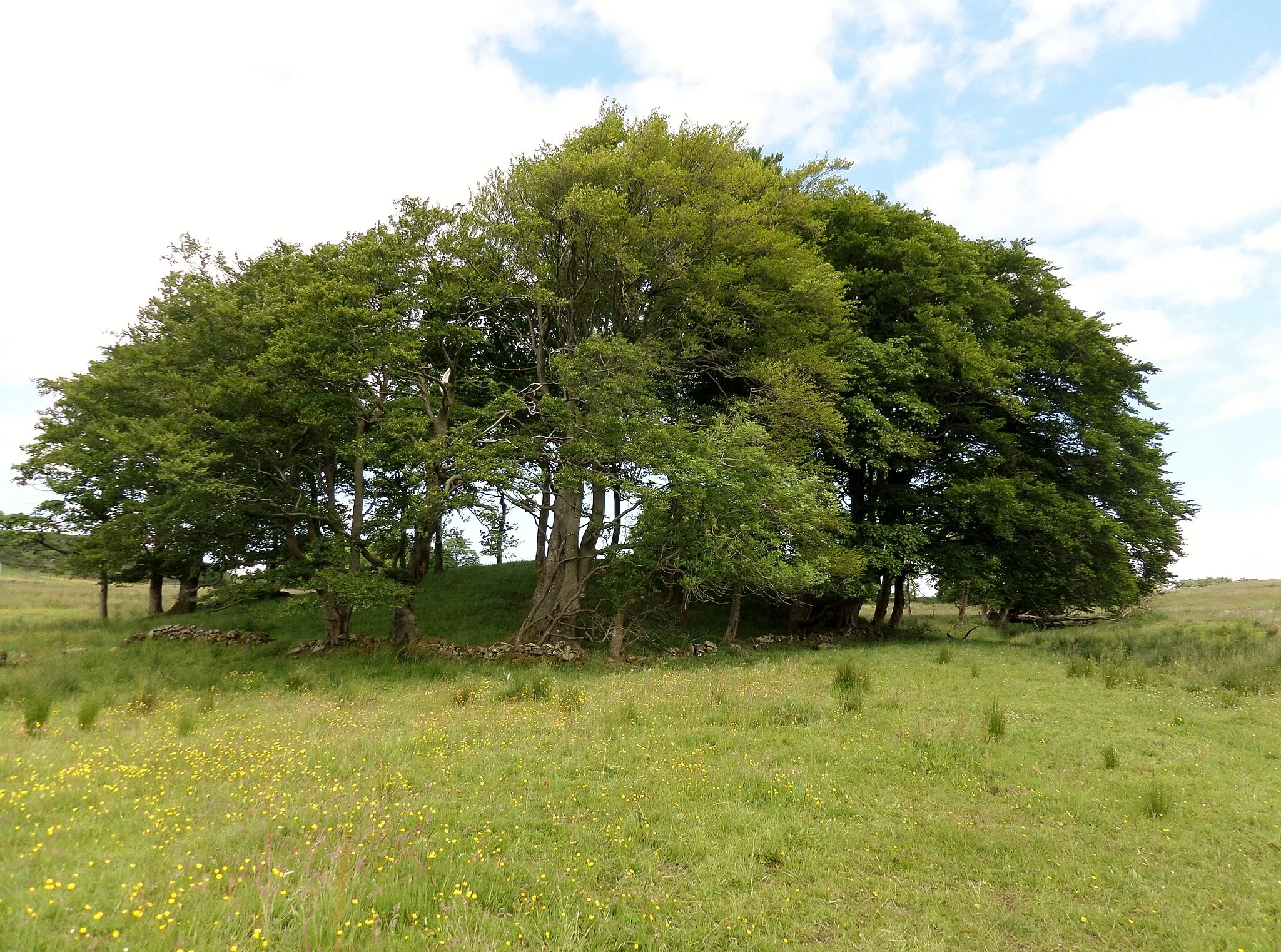 Photo showing: Black Law Motte, Blacklawhill, East Ayrshire, Scotland. Recorded as the site of a castle and a mansion house.