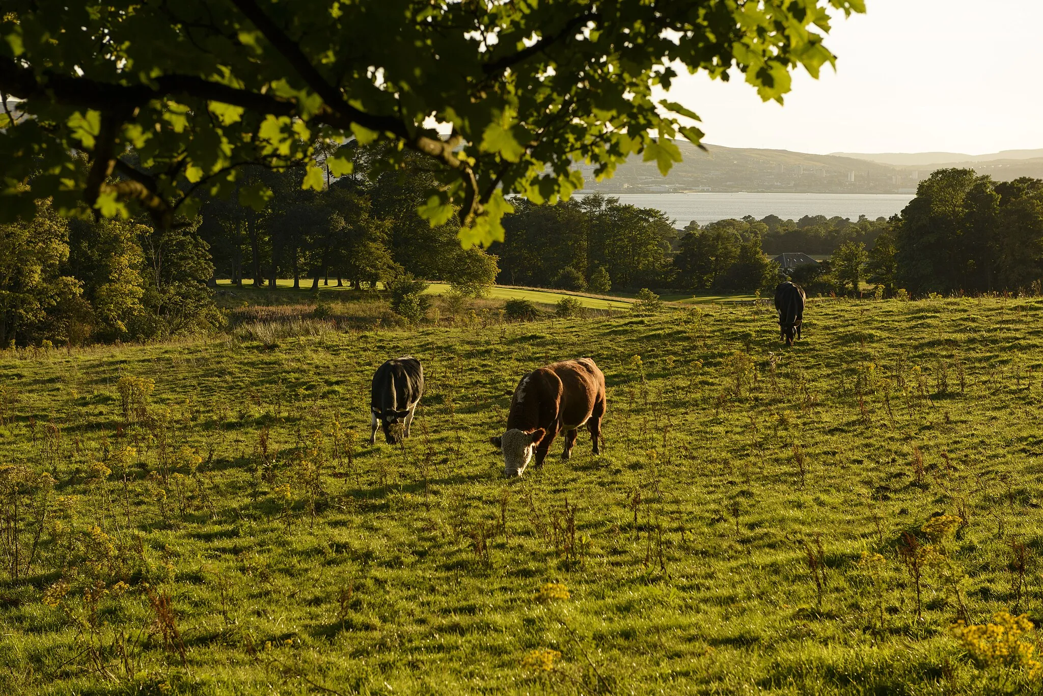 Photo showing: It was a beautiful evening.