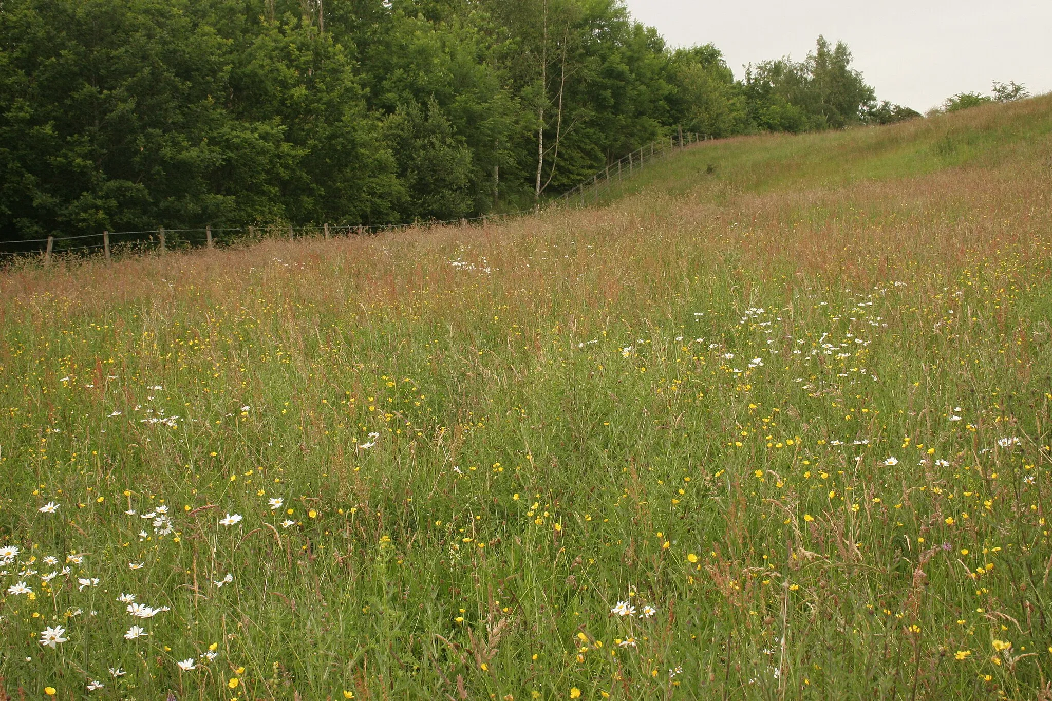 Photo showing: Bargeny Hill grassland