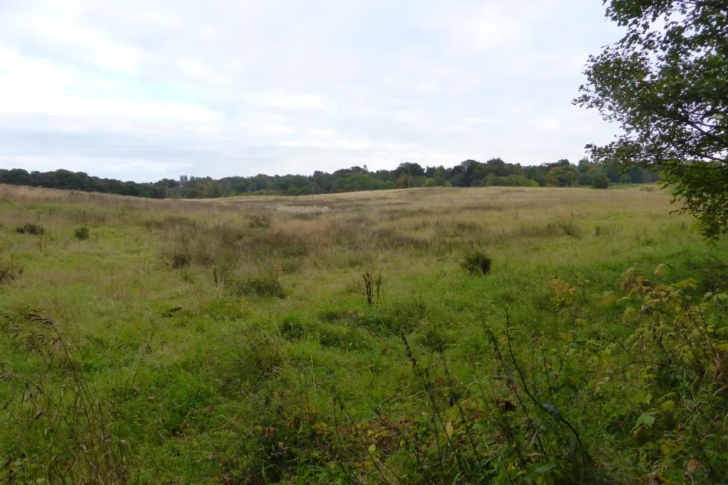 Photo showing: Overgrown Field