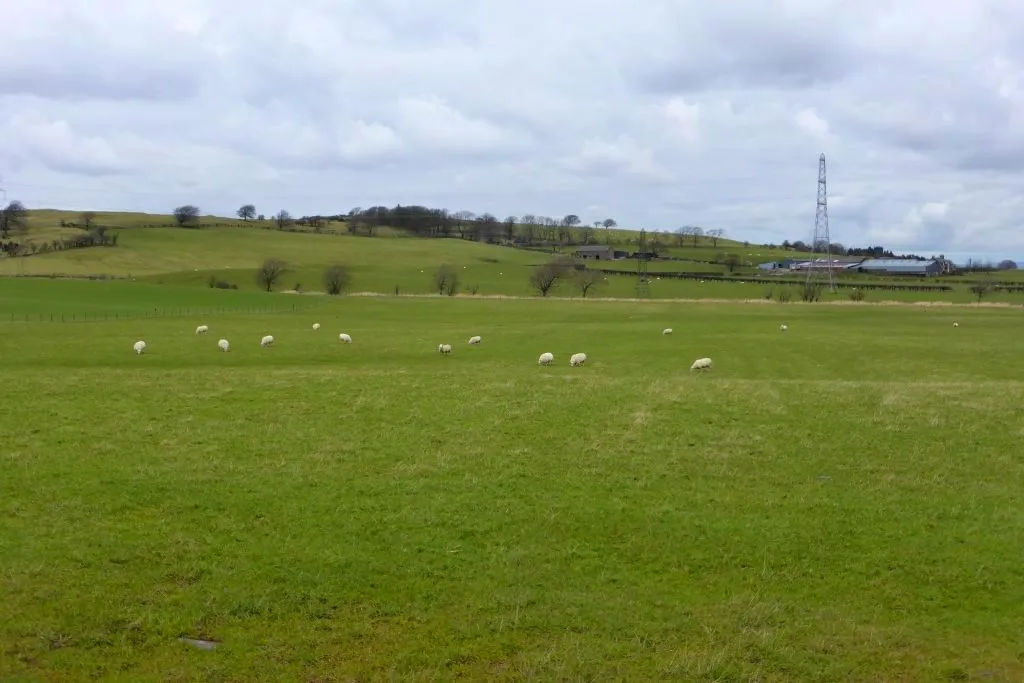 Photo showing: Grazing sheep at Dechmont