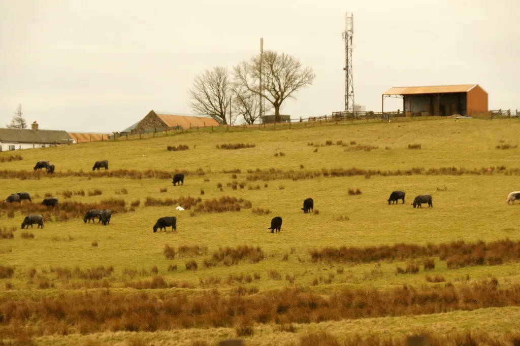 Photo showing: Auchinoon, near Harperigg Reservoir