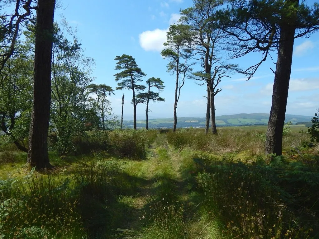 Photo showing: A path through Black Wood