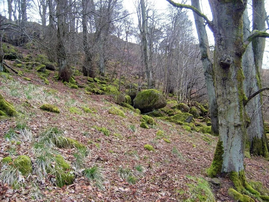 Photo showing: Boulder field, northern slope of Croy Hill Perhaps rolled down upon the gallant Caldeonni warriors by the invader all those years ago.