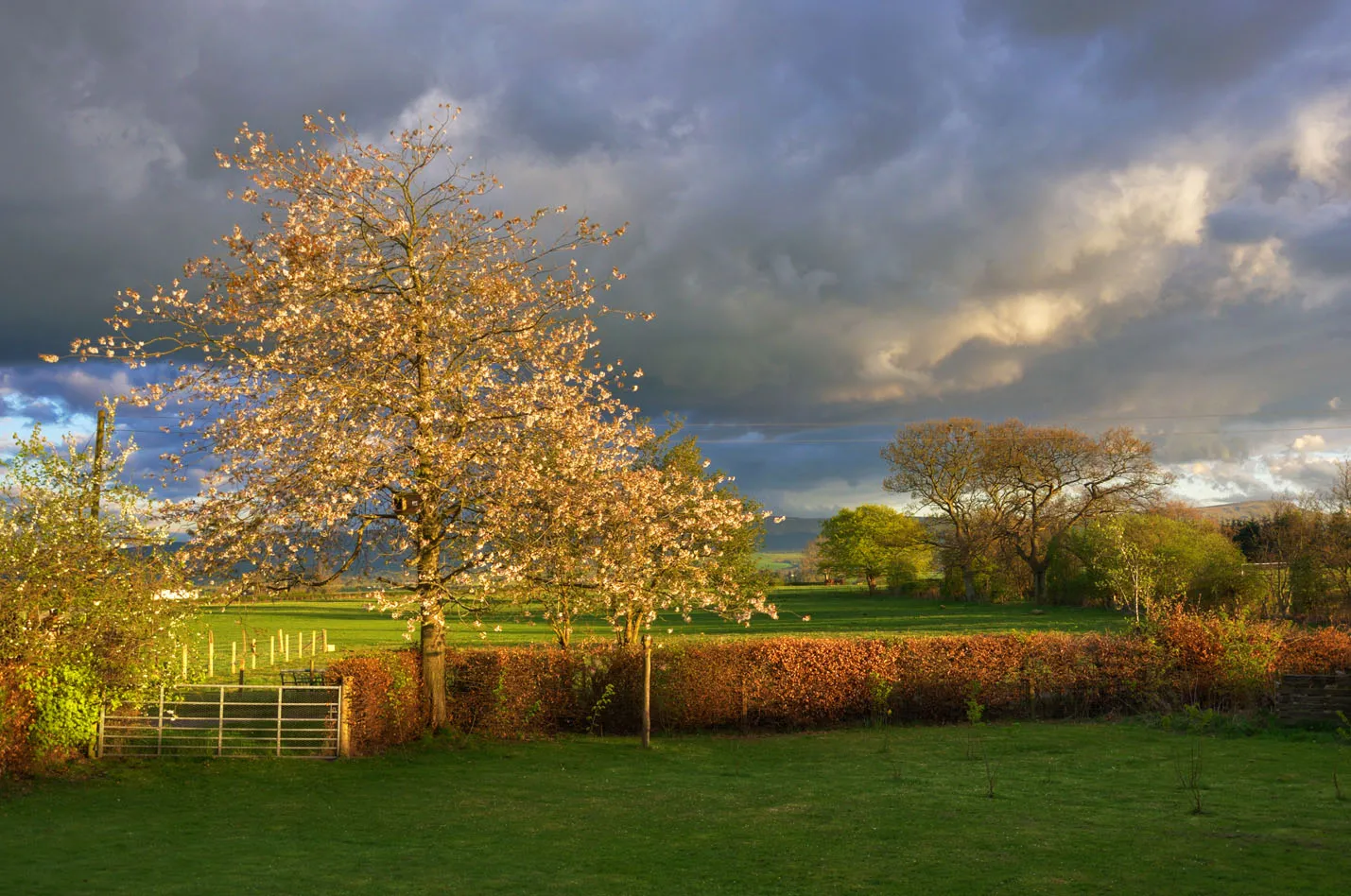 Photo showing: Cherry Tree In Evening Sun