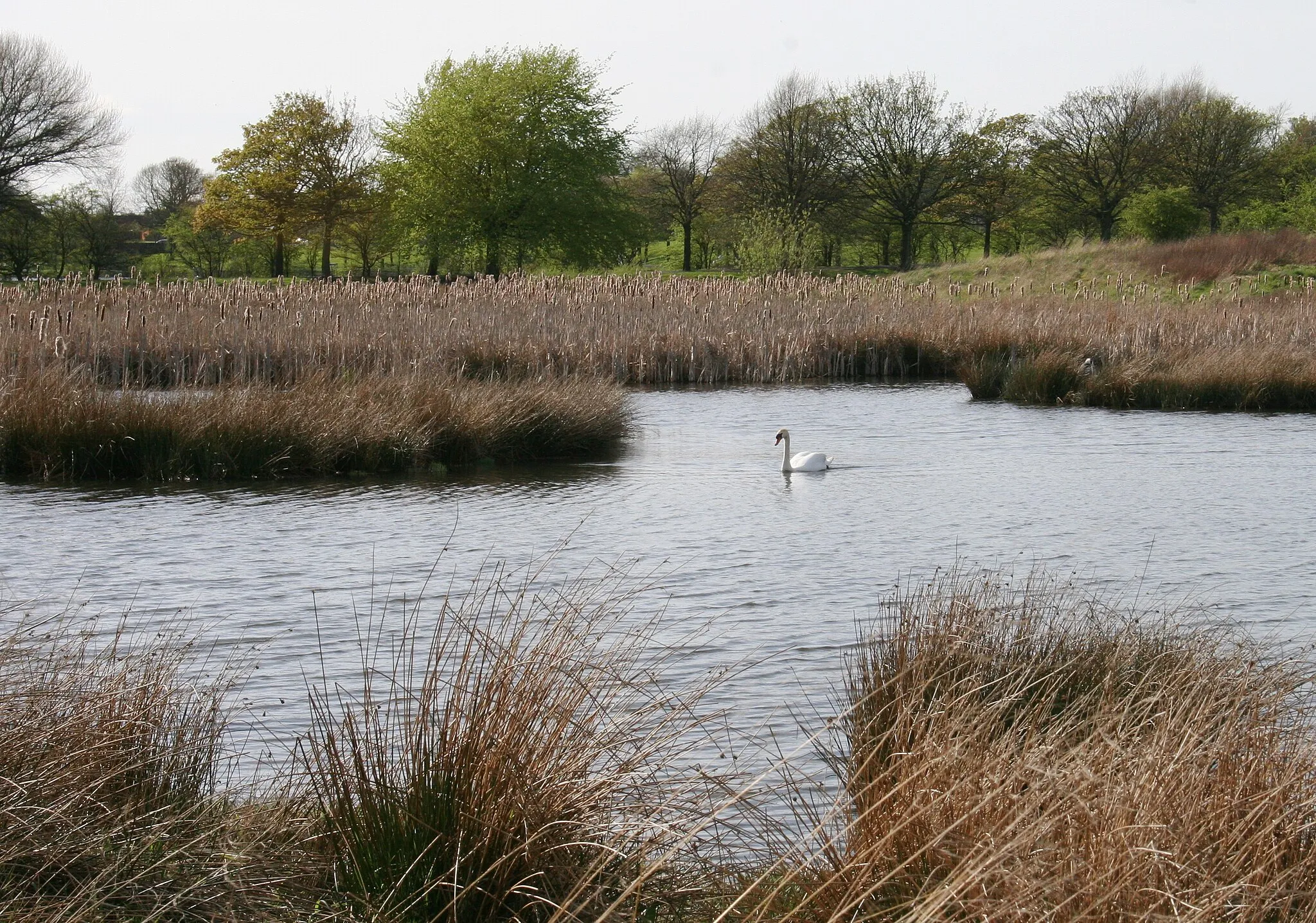 Photo showing: Mute Swan, Hogganfield Park Local Nature Reserve