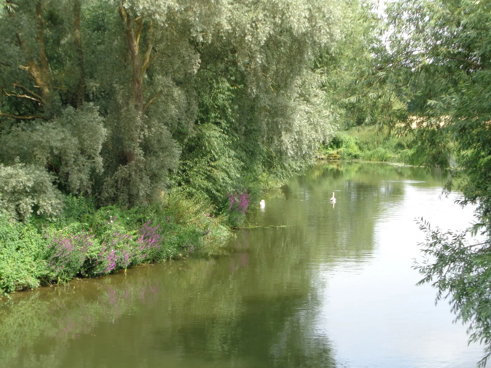 Photo showing: Swans on the River Avon