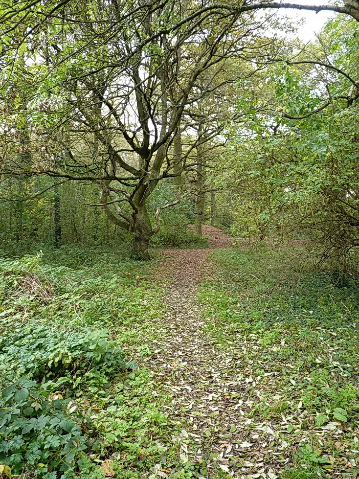 Photo showing: Hob's Moat woodland