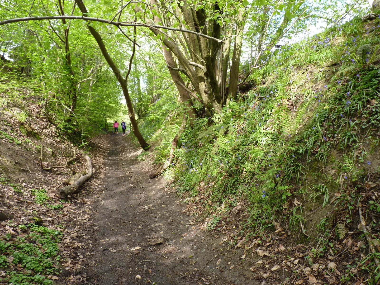 Photo showing: A sunken path