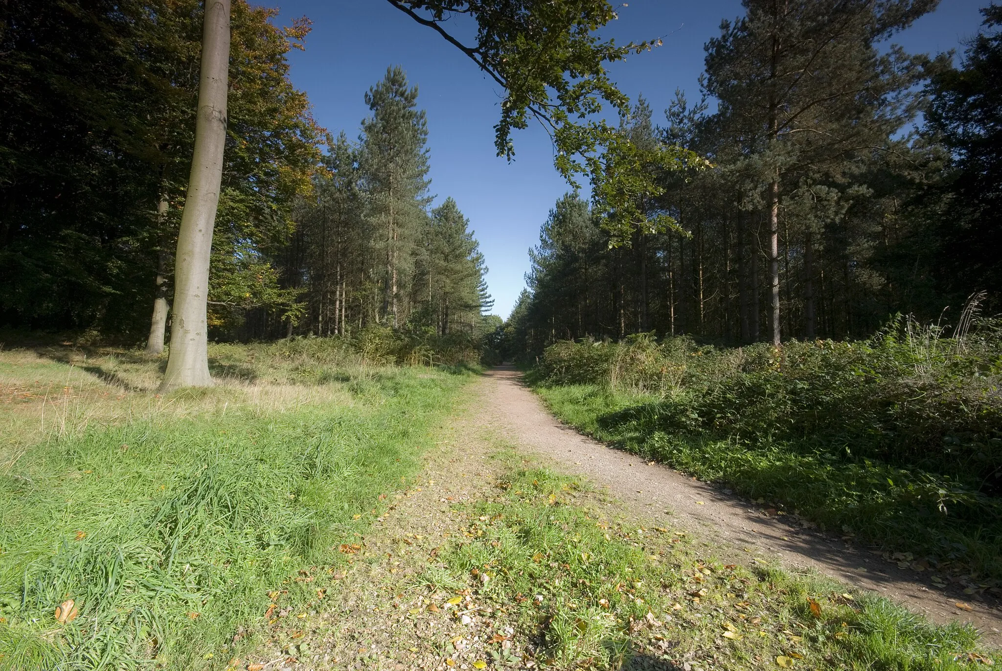 Photo showing: A path in the Beaudesert Old Park area in the south east of Cannock Chase