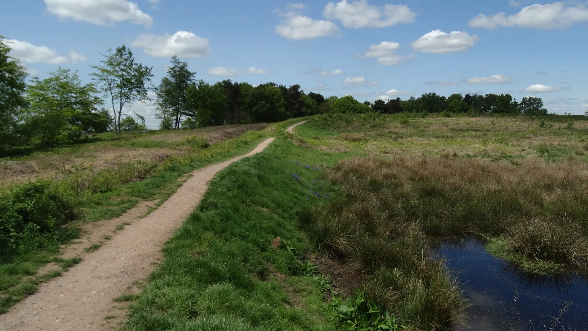 Photo showing: At Castle Ring Hill Fort - Embankment