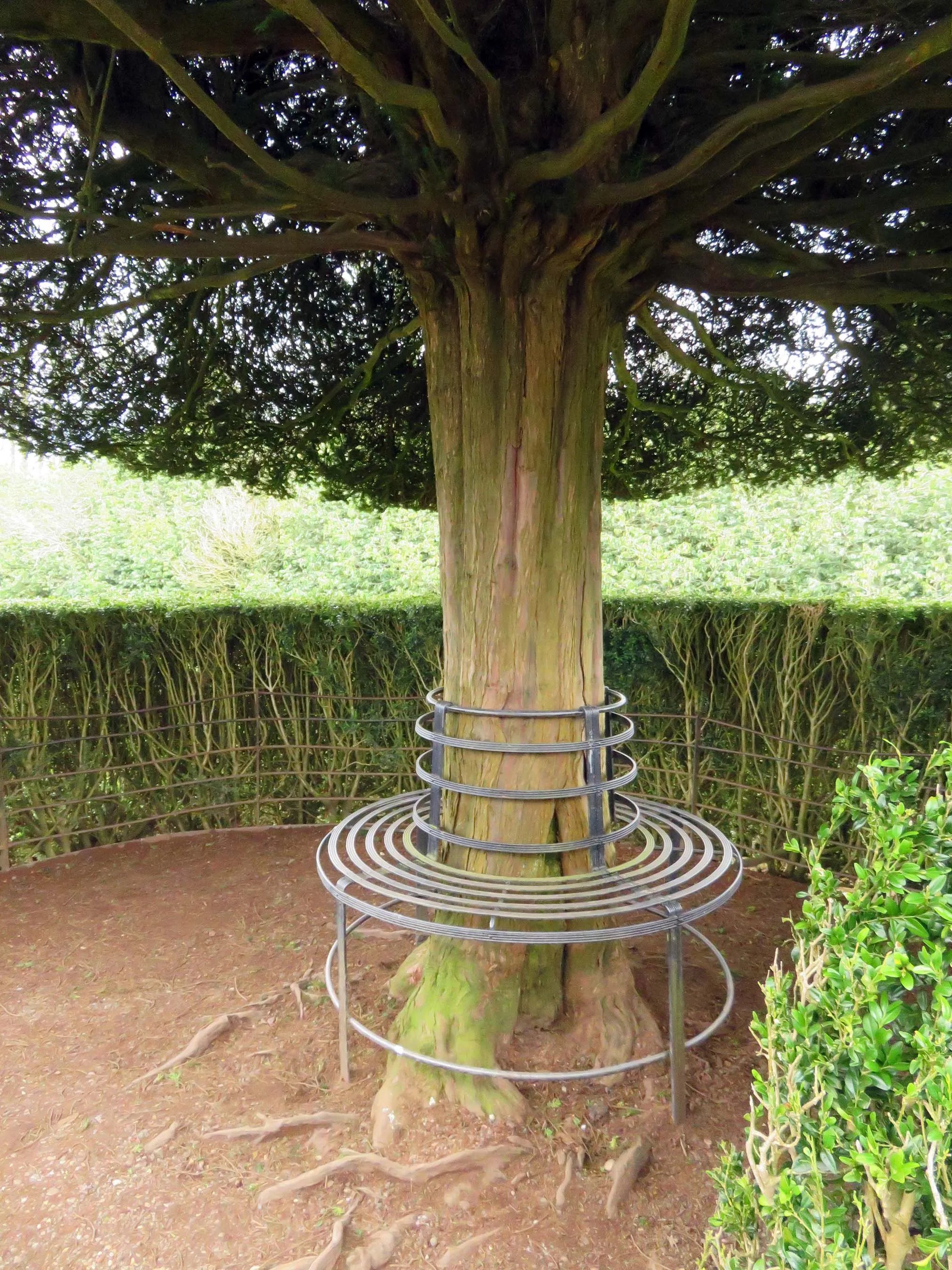 Photo showing: A bench in the Yew Garden