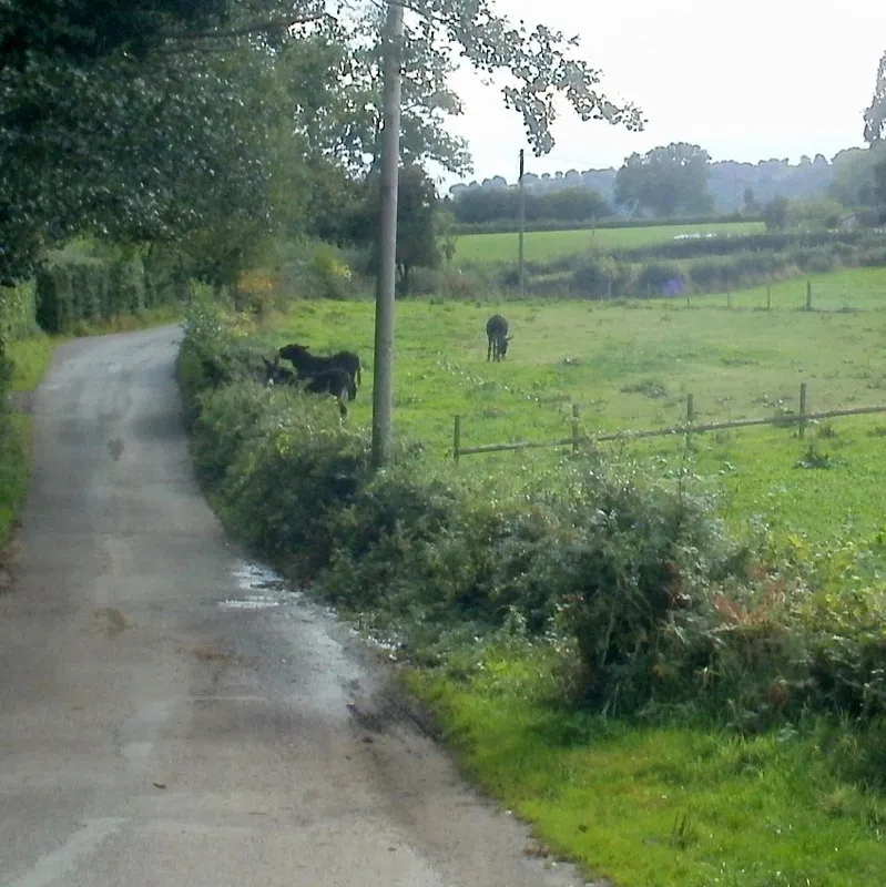 Photo showing: Donkeys in a field, Goytre