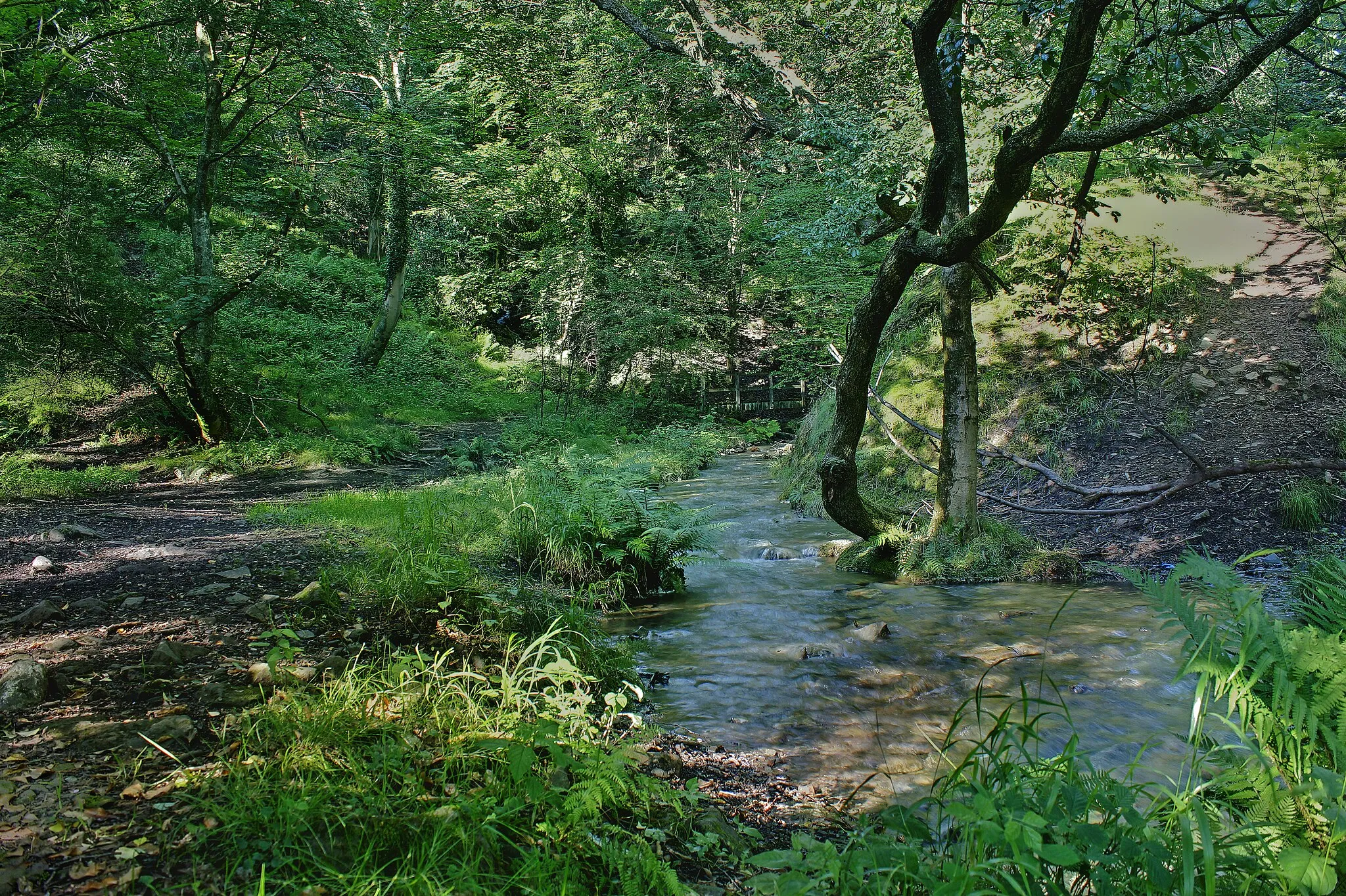 Photo showing: Brombil woods