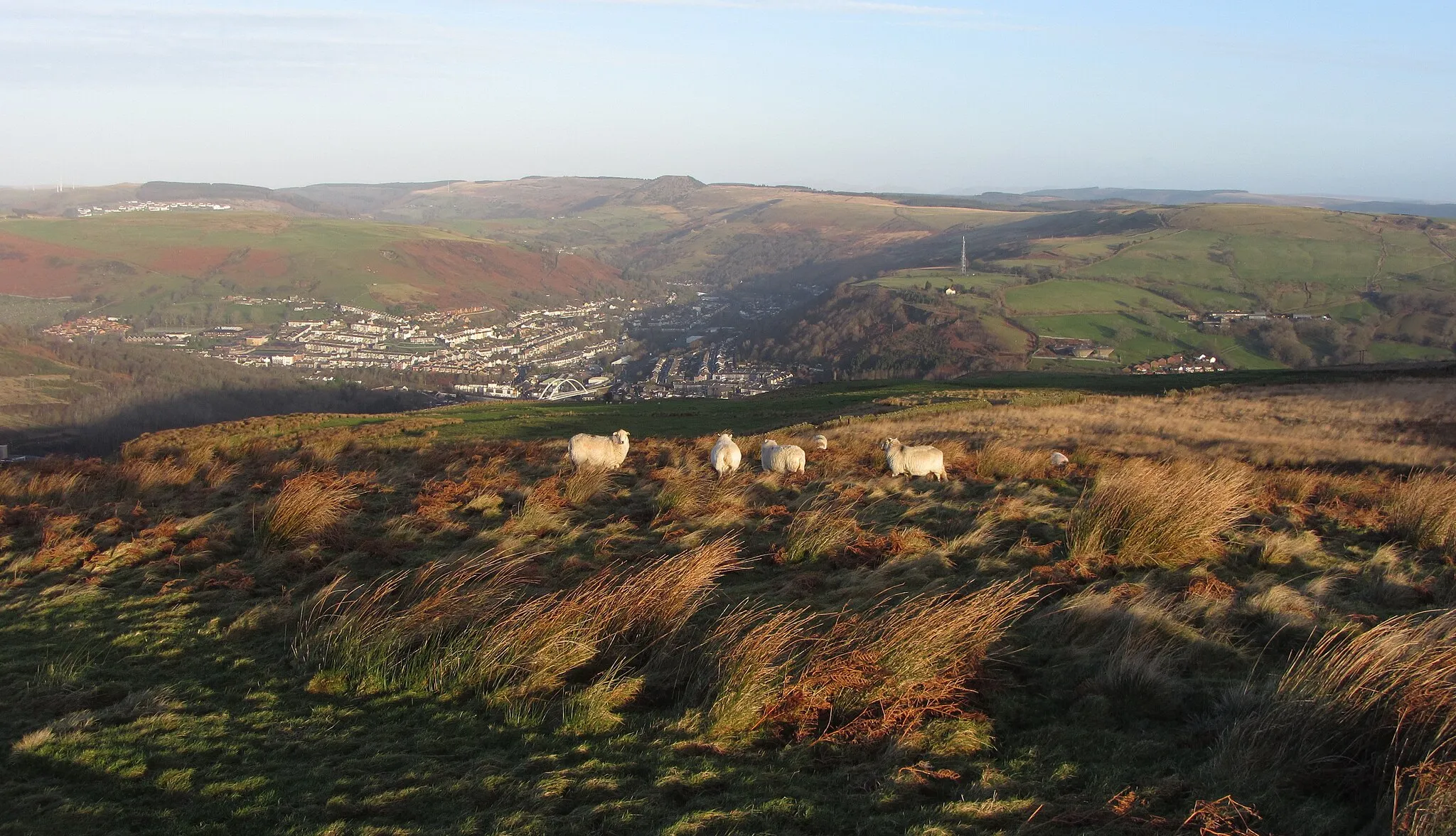 Photo showing: Sheep on Mynydd y Glyn