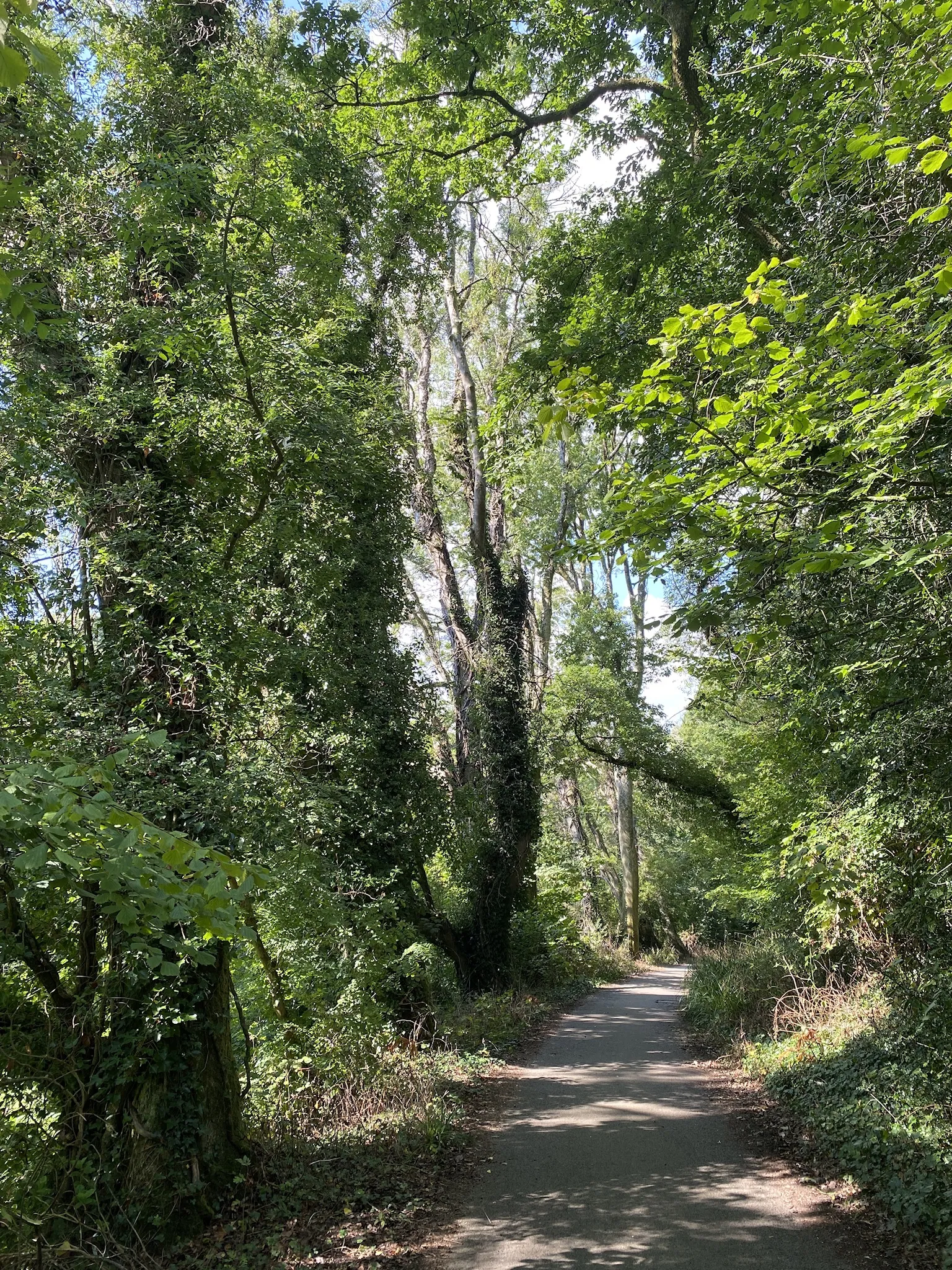 Photo showing: Clyne Valley lane