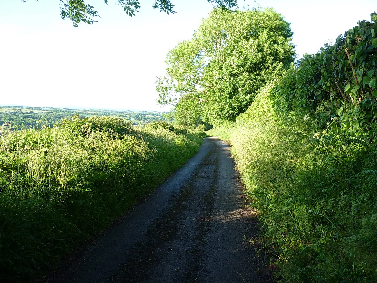 Photo showing: Along the lane towards Torcoed Fawr