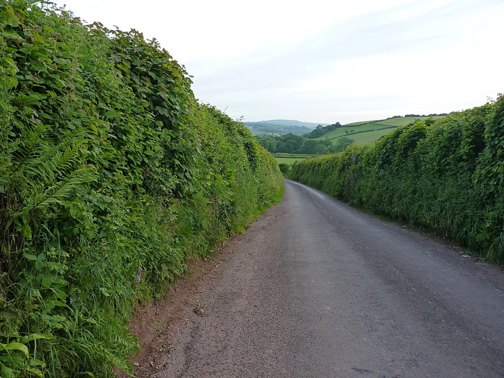 Photo showing: Along the narrow lane towards Llangyndeyrn
