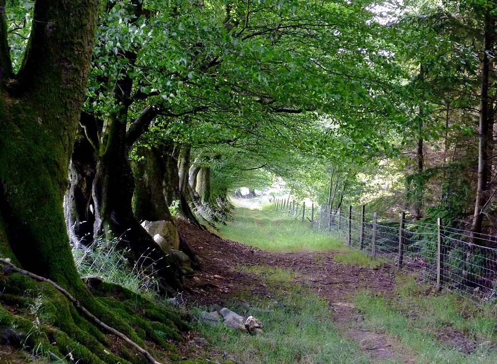 Photo showing: Avenue by Long Wood near Betws Bledrws, Ceredigion