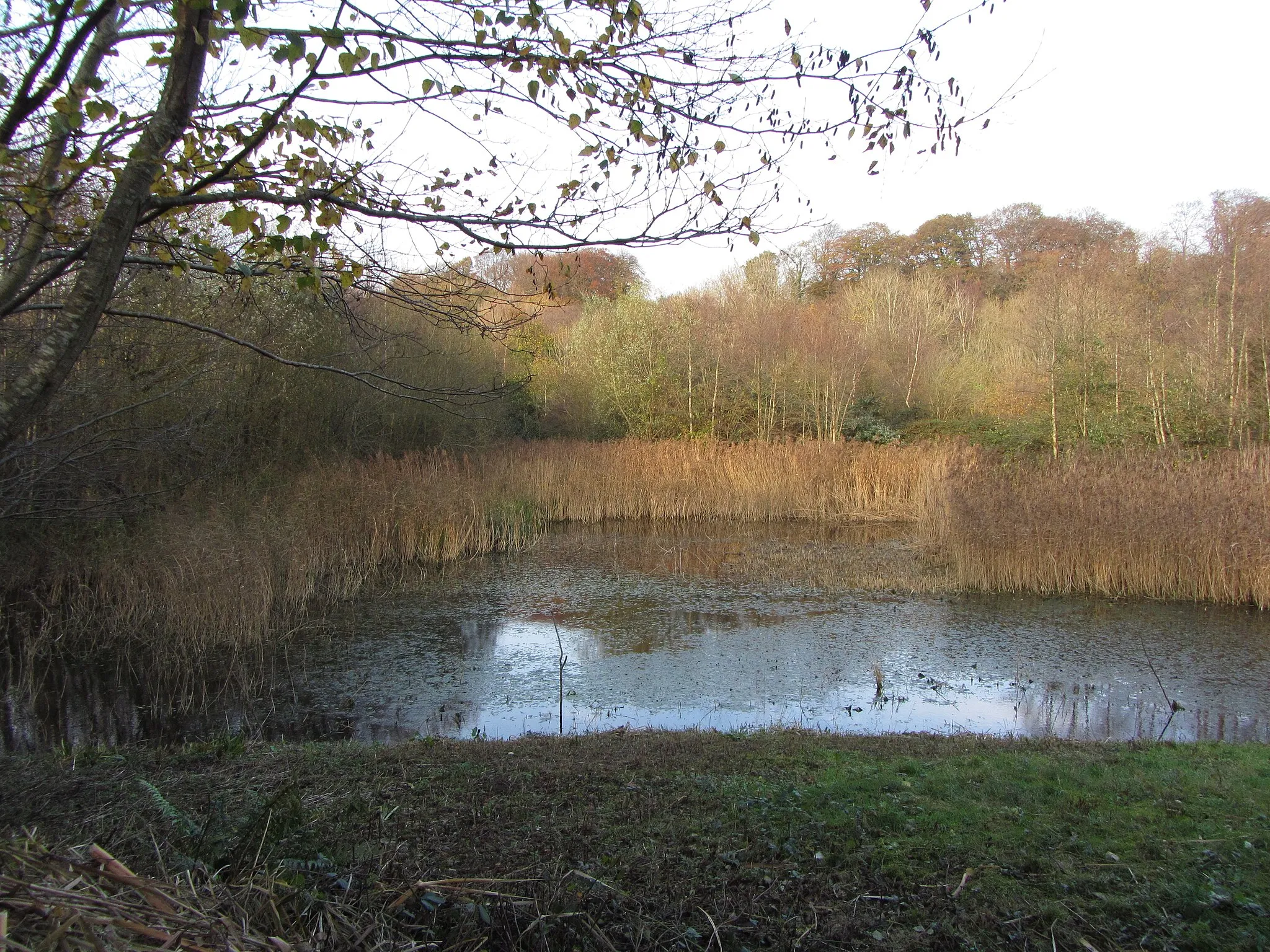 Photo showing: Wetlands at Forest Farm nature reserve, Cardiff