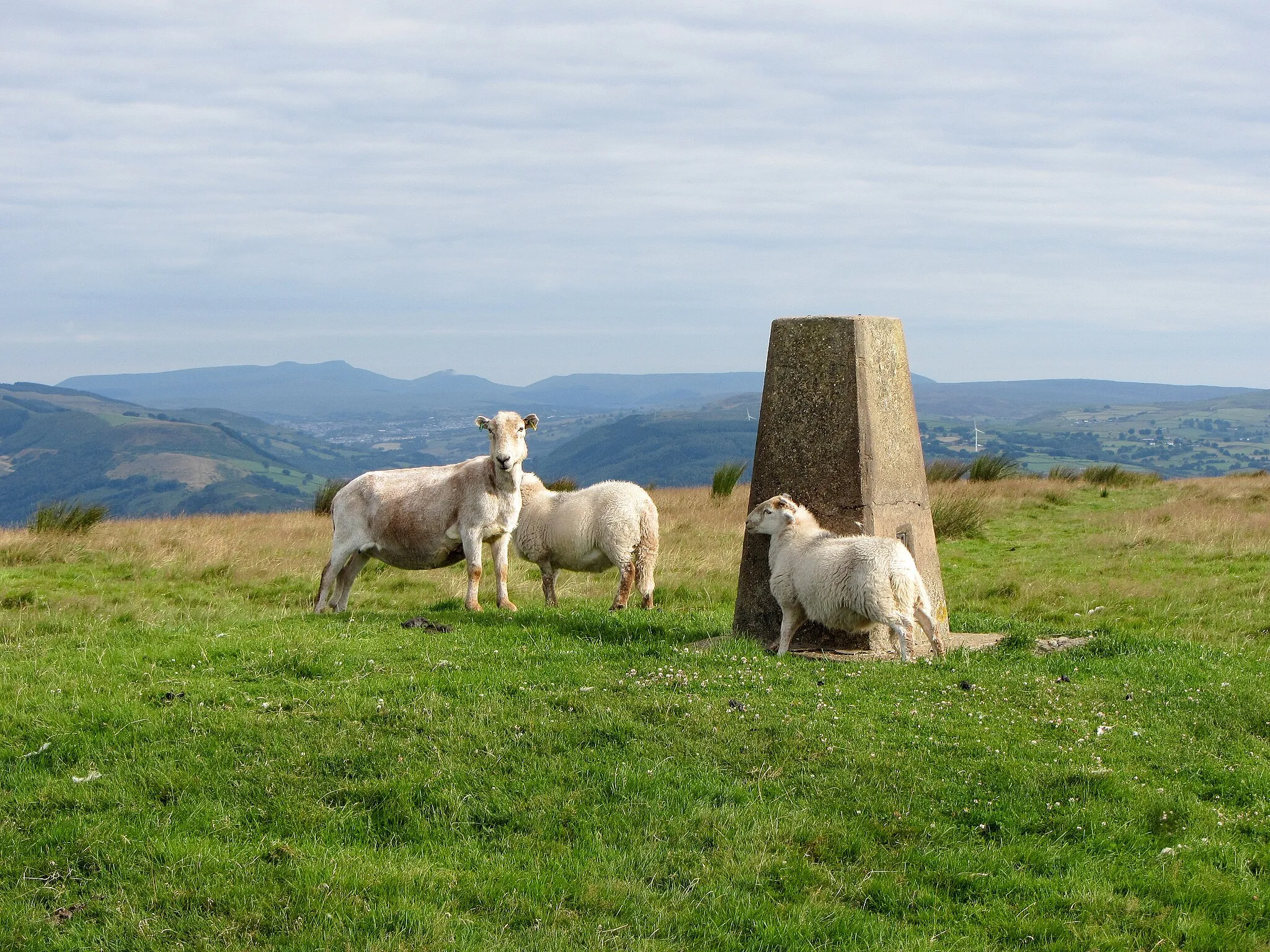 Photo showing: Trig point and sheep on Cefn Eglwysilan
