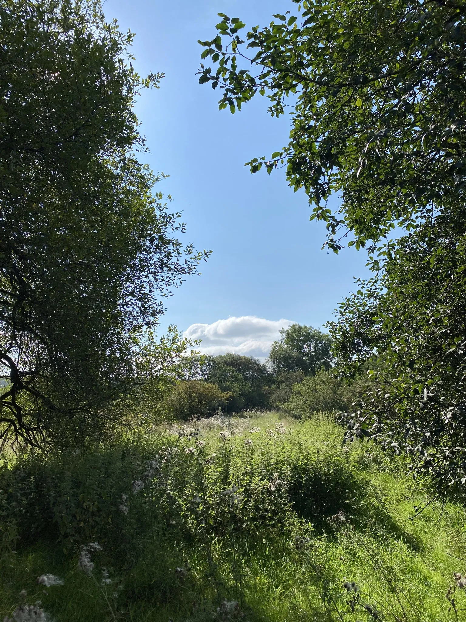 Photo showing: Old railway line. The line of the old railway from Penwyllt to Coelbren.