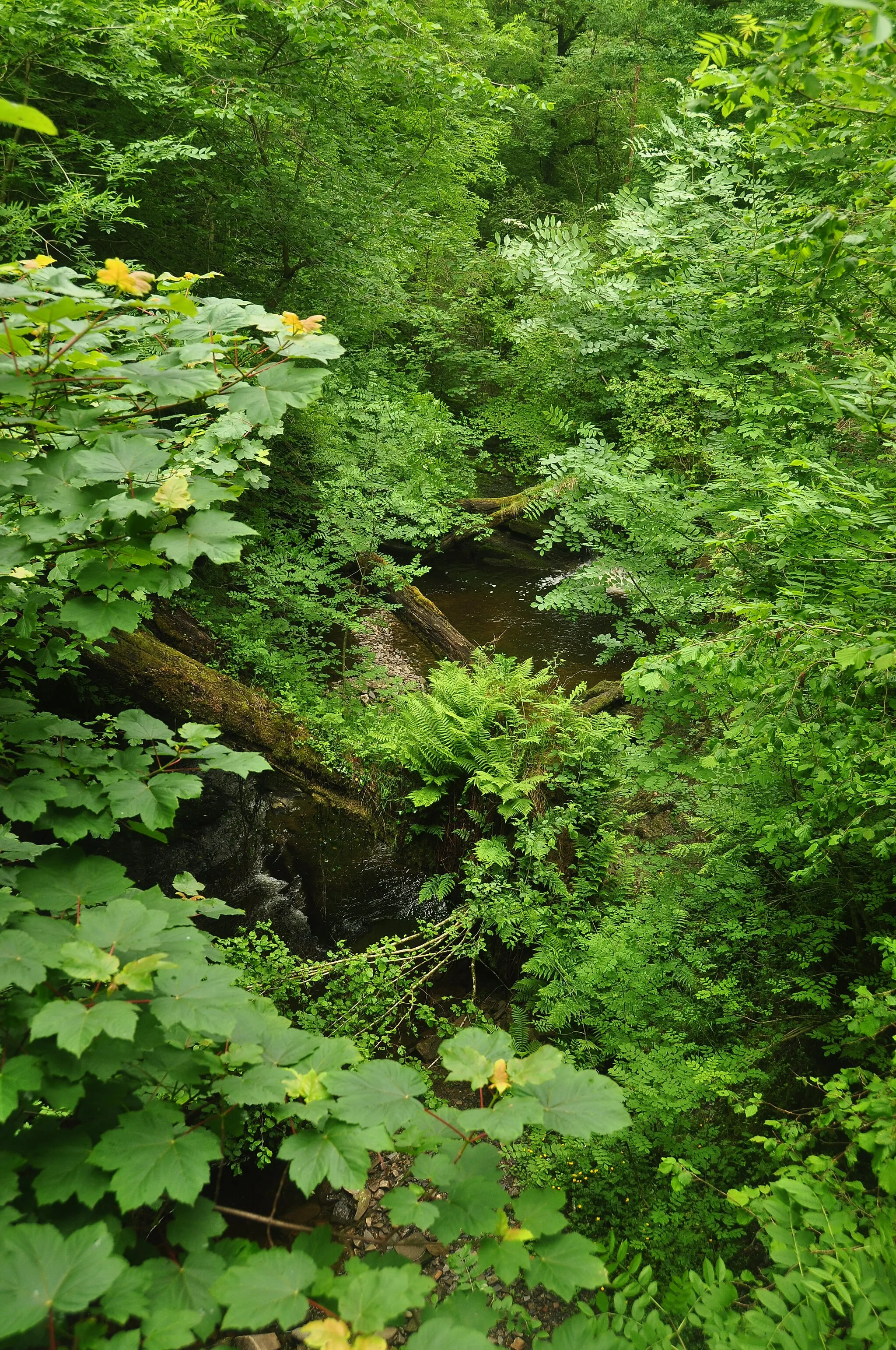 Photo showing: Forest near Henrhyd falls