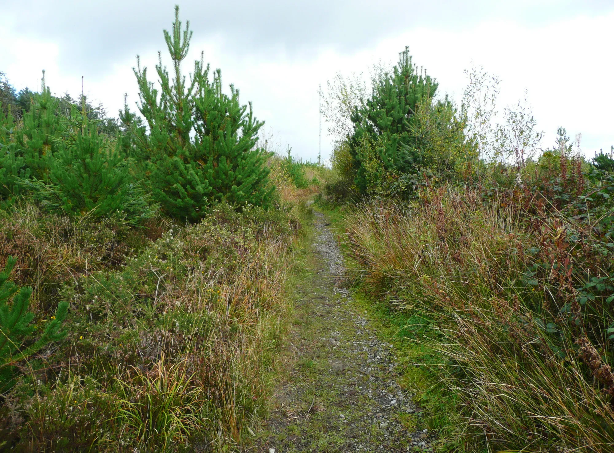 Photo showing: A path in Llyn Llech Owain Country Park