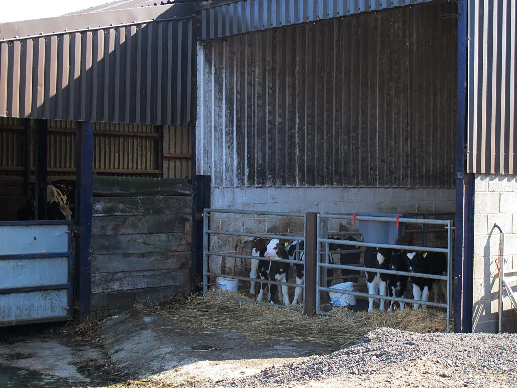Photo showing: Cattle at Manor Farm, Tong