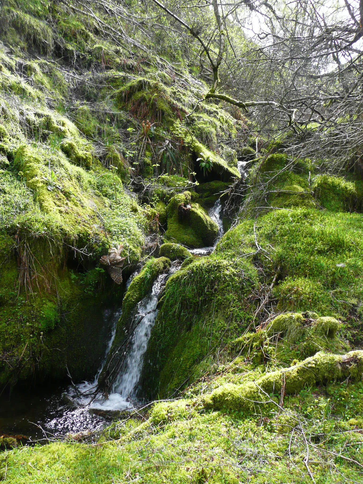 Photo showing: A mossy waterfall in Middle Clough, Meltham