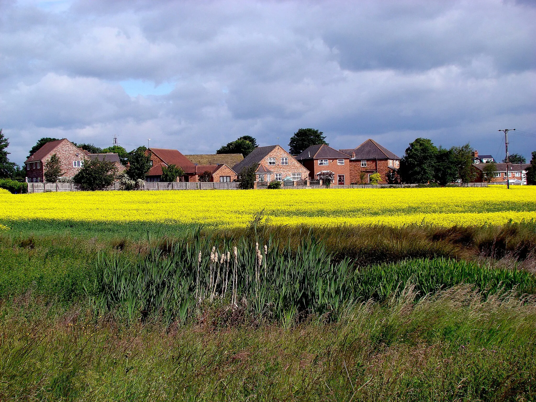 Photo showing: Beautiful bright yellow colours transform the Countryside into an Alfresco Art Gallery.