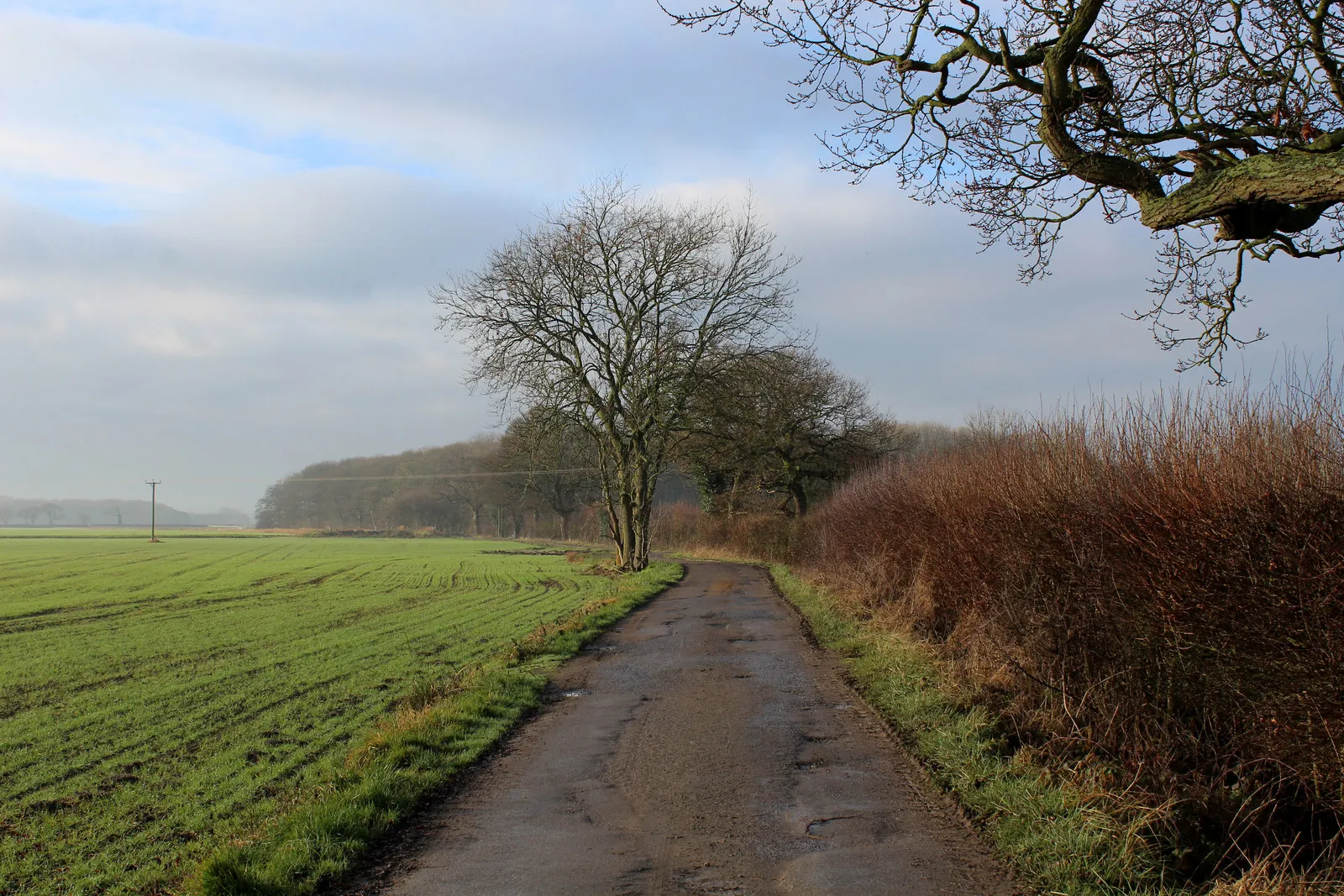 Photo showing: Access Track leading to Widdington Hall Farm