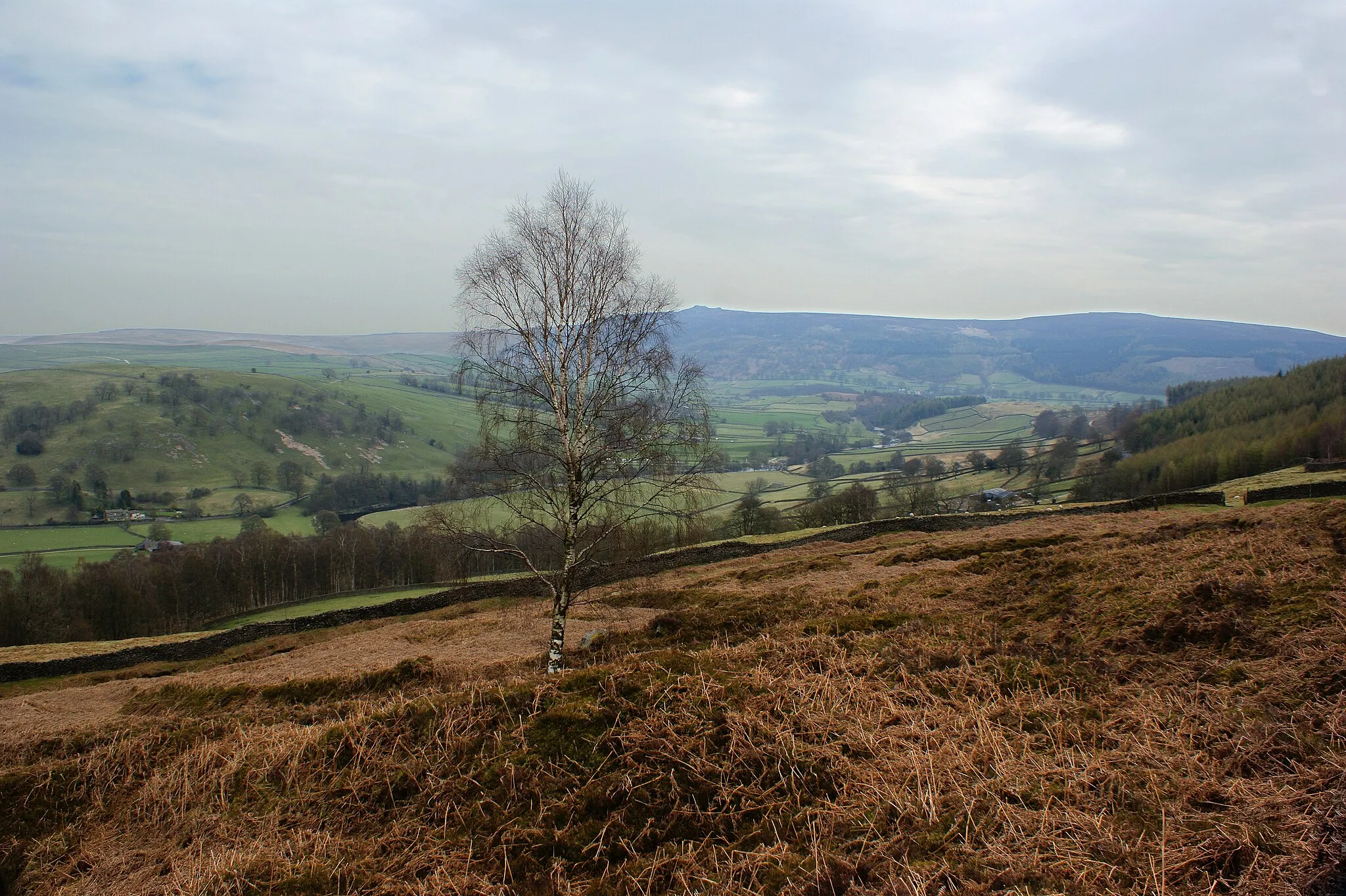 Photo showing: A silver birch with Simon's Seat beyond