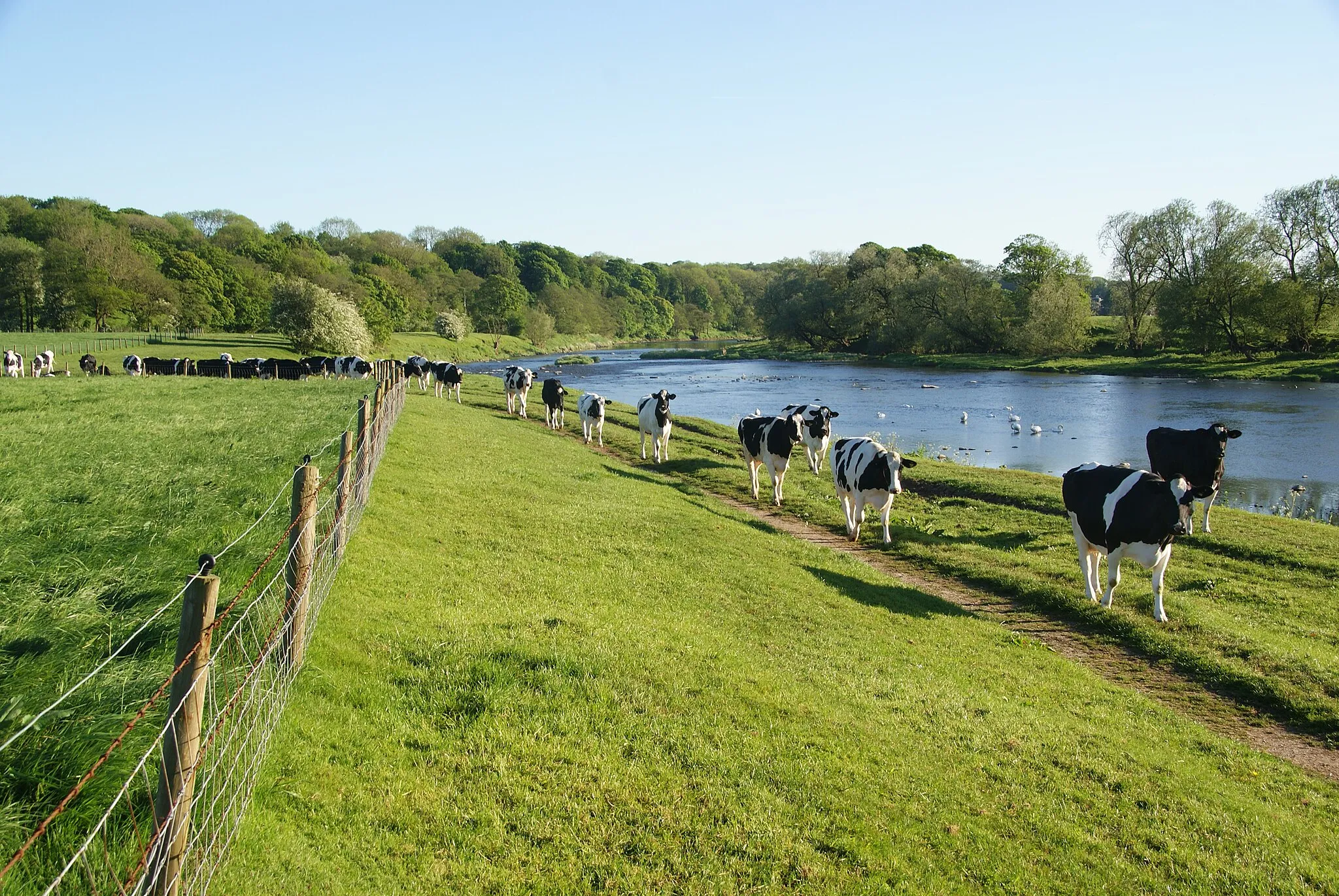 Photo showing: Cows passing by the Ribble