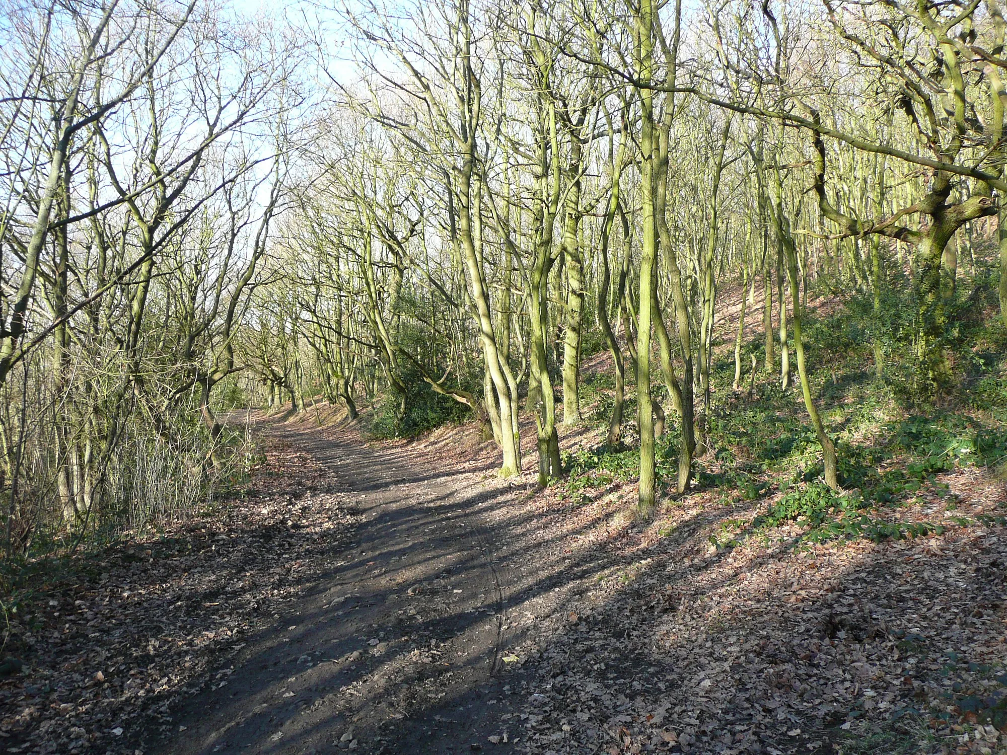 Photo showing: Bridleway through Bull Wood, Calverley