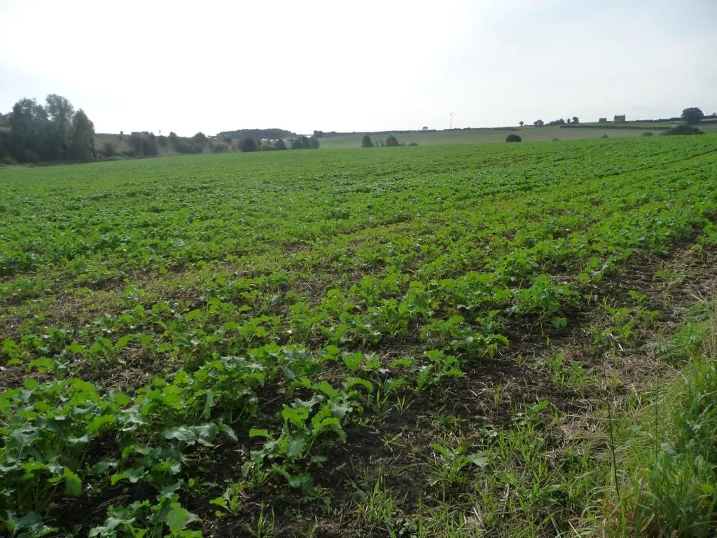 Photo showing: Arable field, west of the M1, just north of Junction 40