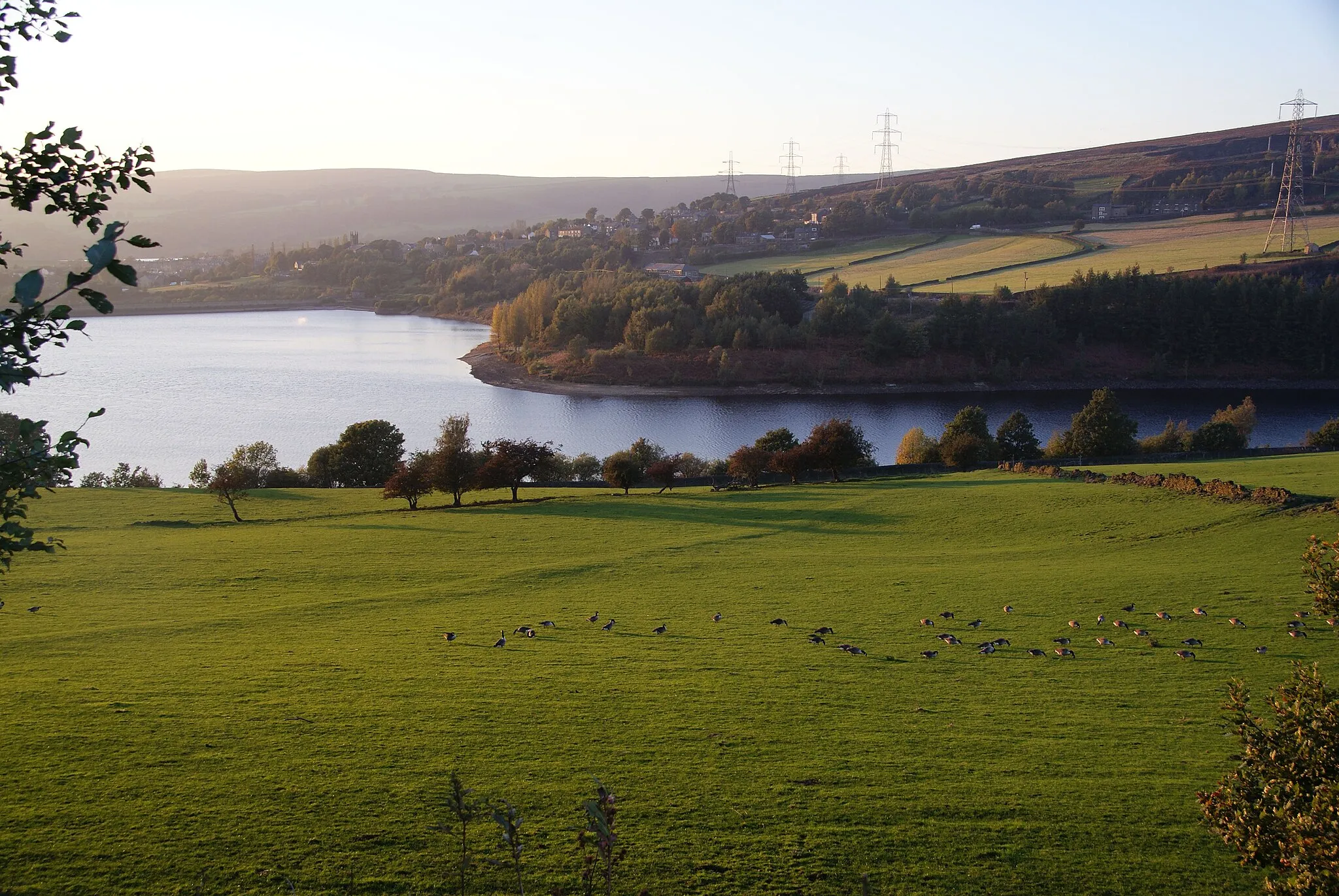 Photo showing: A field of Canada geese