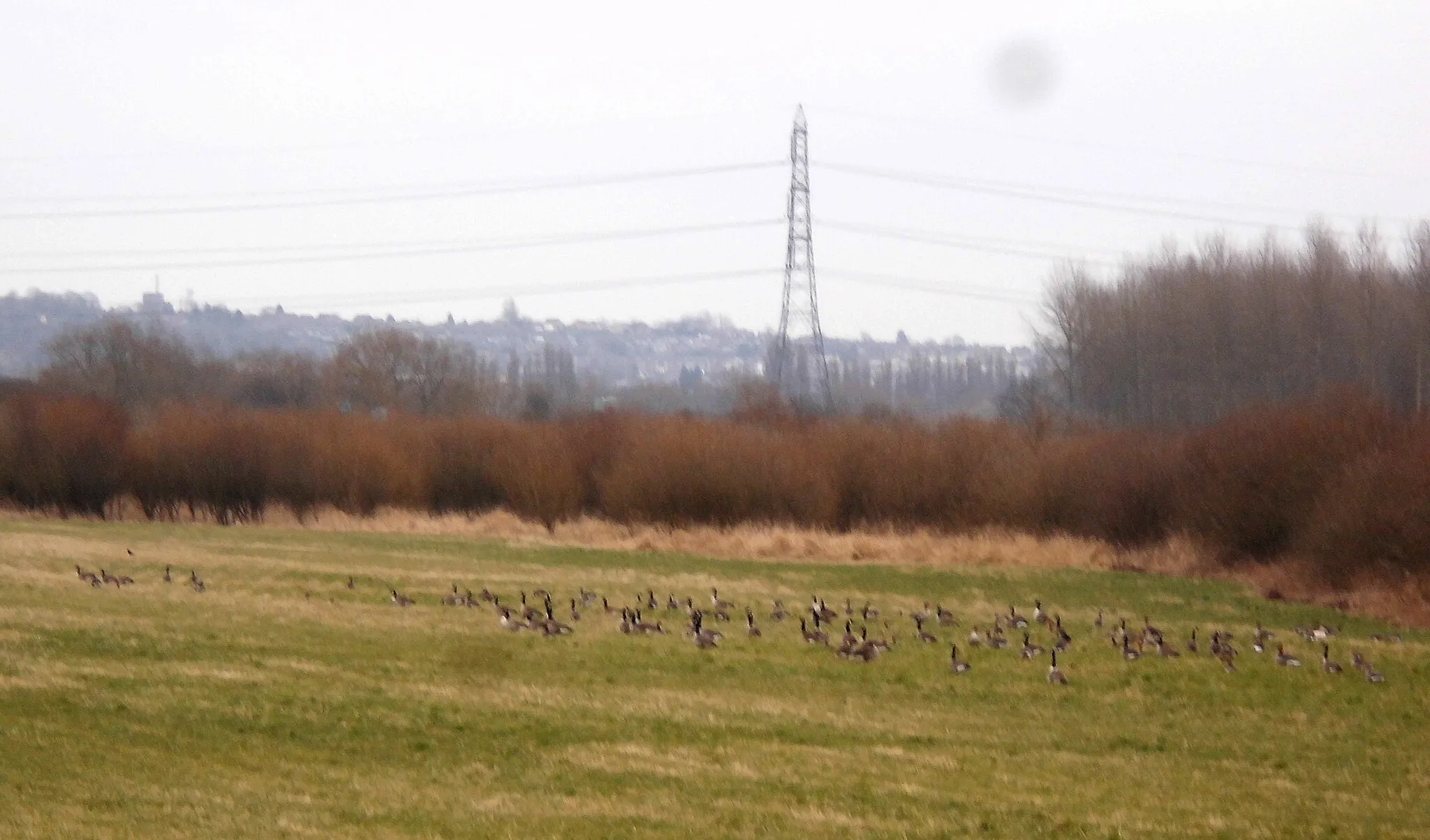 Photo showing: A gaggle of geese at Methley