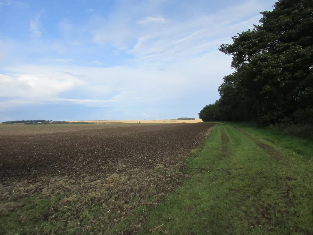 Photo showing: Alongside Five Firs Plantation, Hunmanby, North Yorkshire, England.