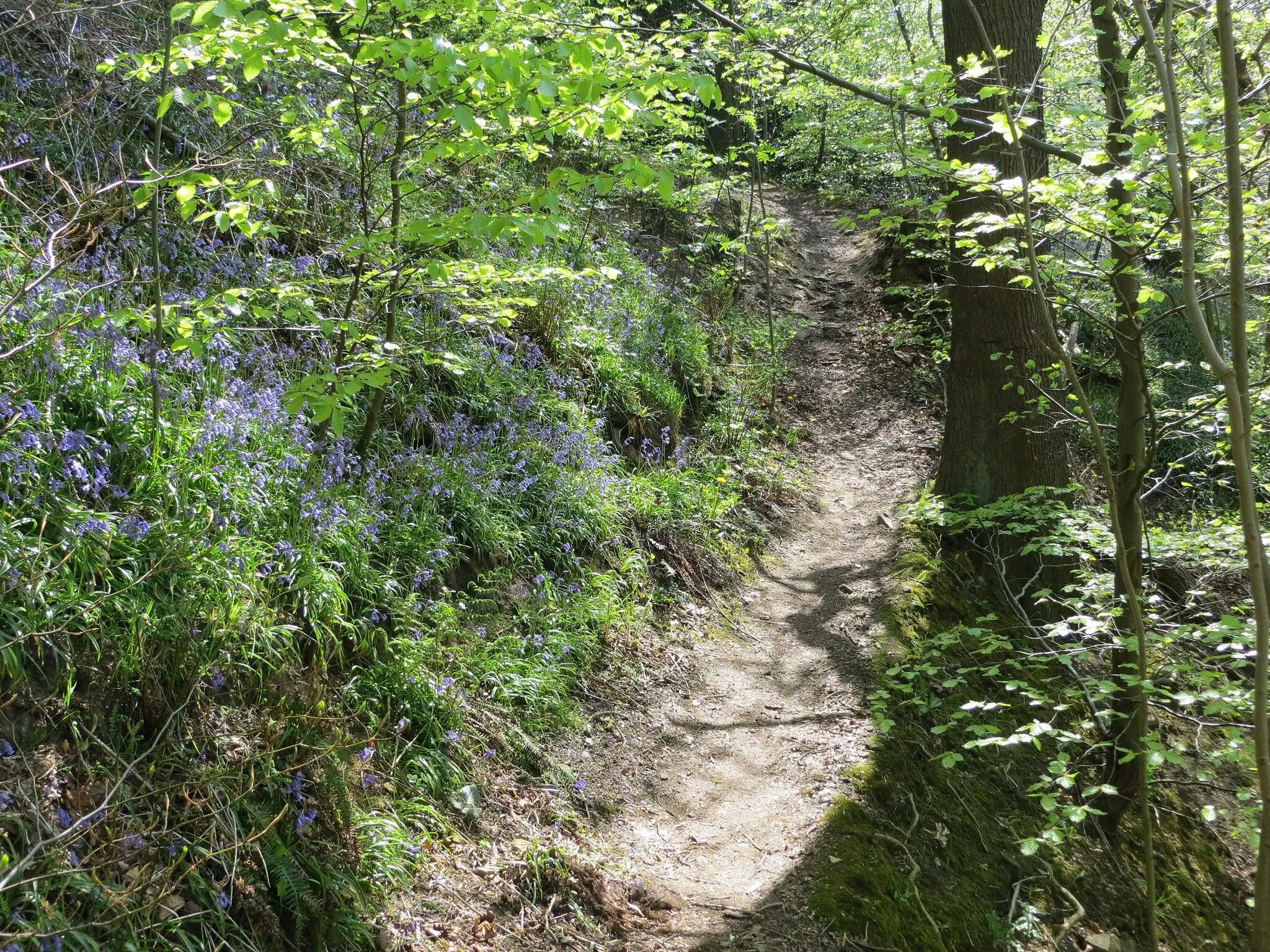 Photo showing: Bluebell fringed path through woodland in Chellow Dean