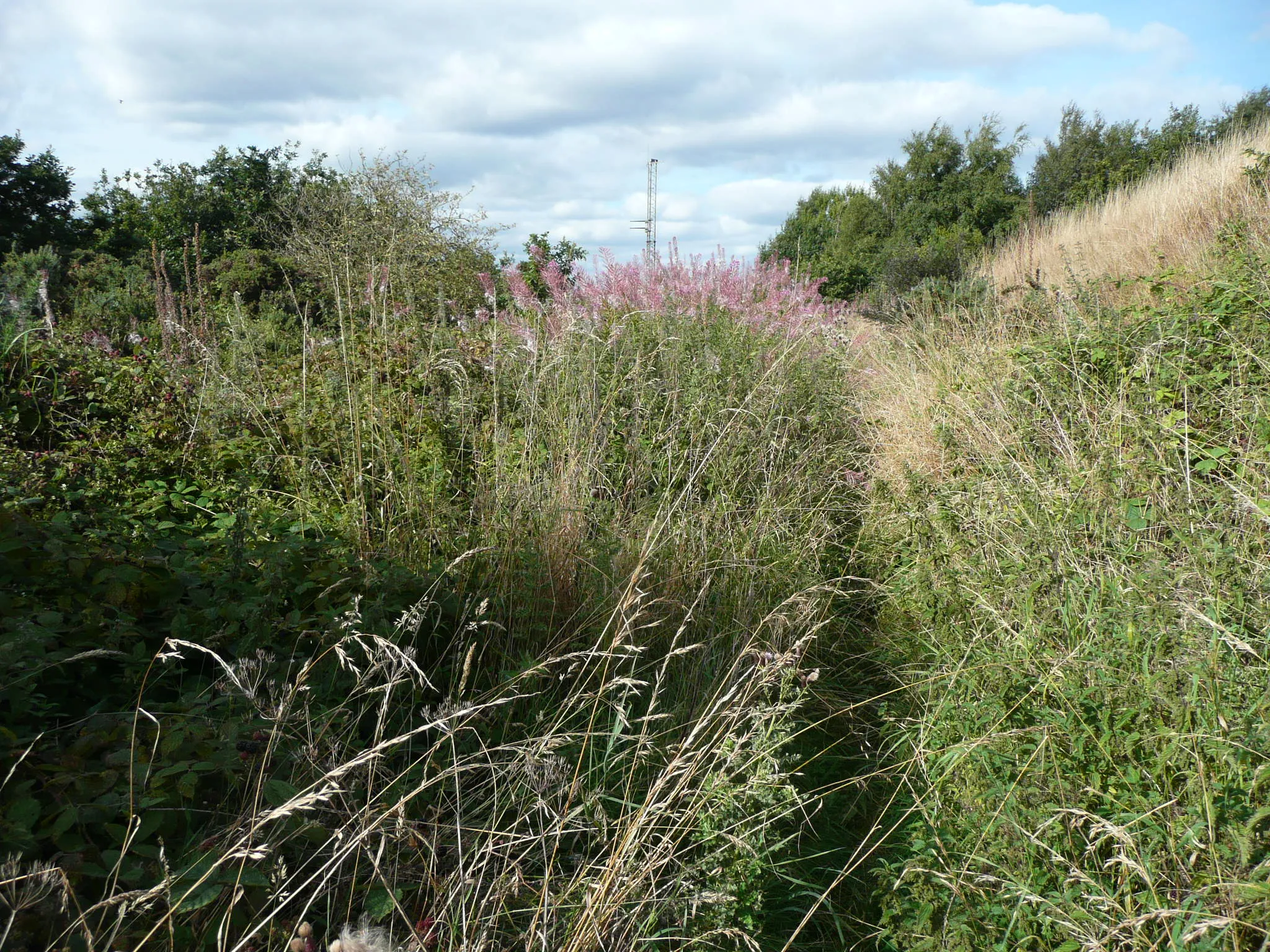 Photo showing: Elland FP17 passing a bramble patch