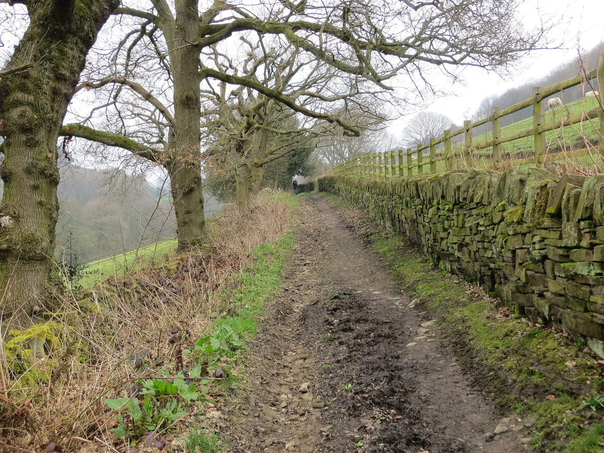 Photo showing: Enclosed footpath above Jum Hole Beck