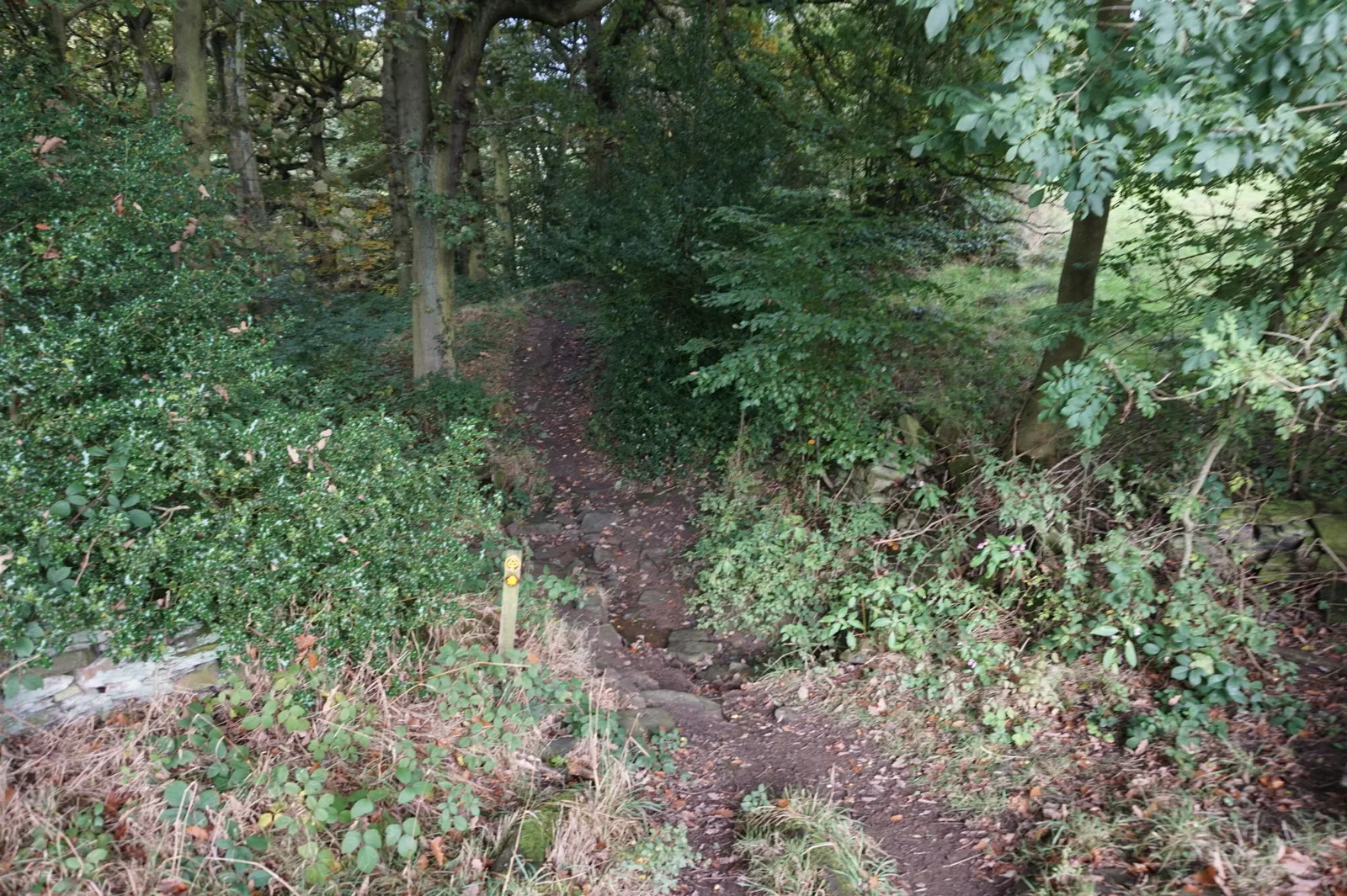 Photo showing: Calderdale Way enters North Wood