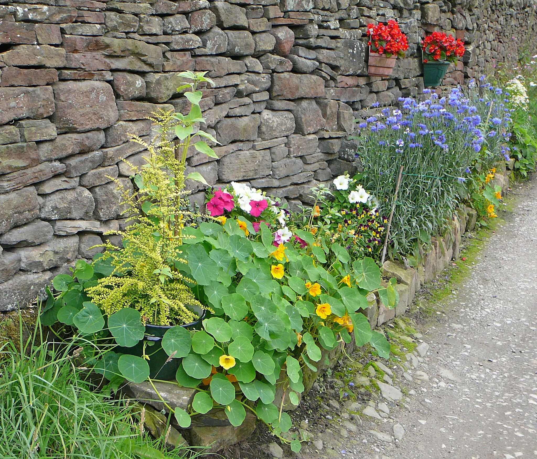 Photo showing: Flowers by the wall, Hainworth